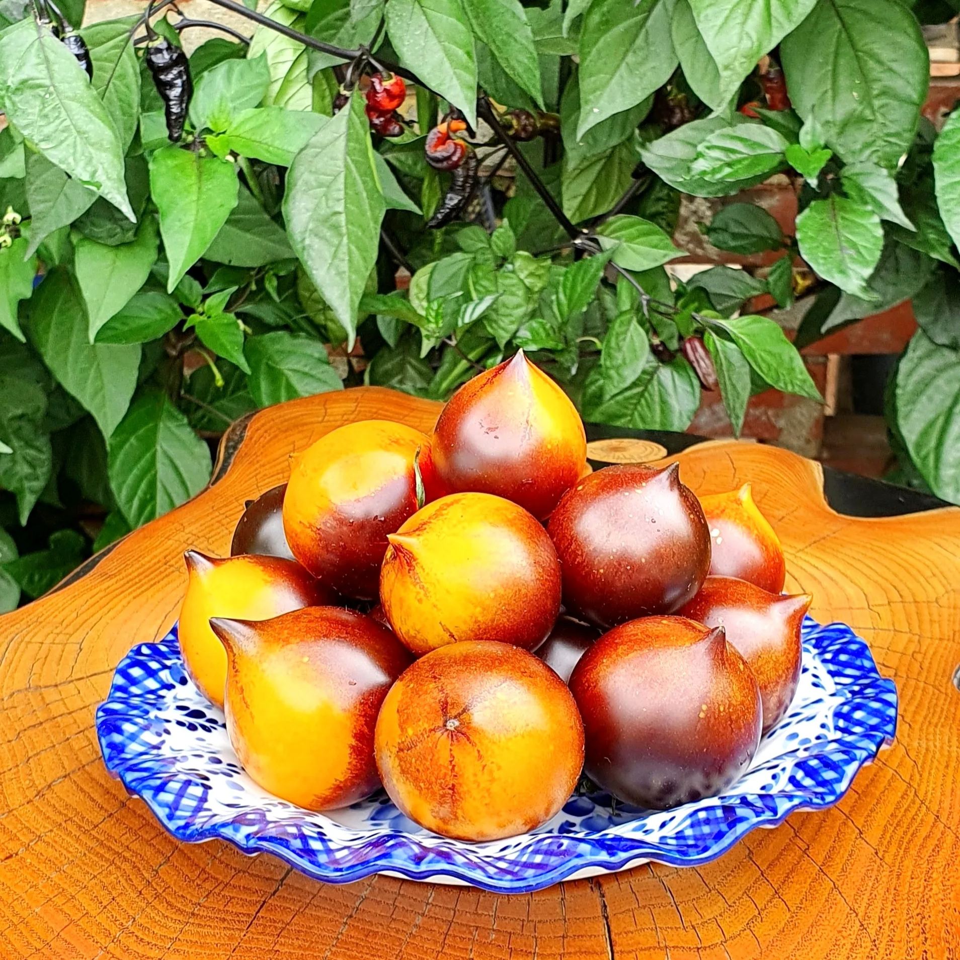 H-34 Gelb Tomato Seeds - Belle Coeur - Beautiful Tomato - Large Cherry Tomato - Yellow Gold Tomato