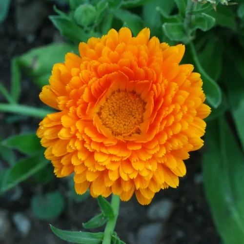 Calendula Bon Bon Orange - Flower Seeds