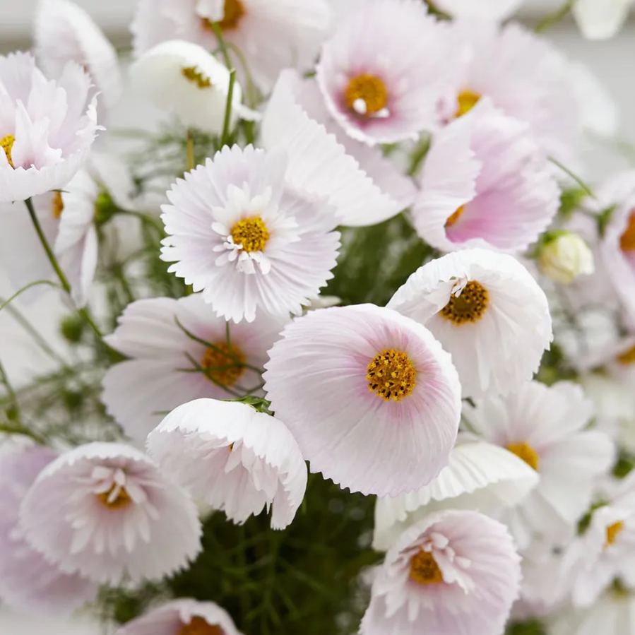 Cosmos Cupcake Blush Flower Seeds
