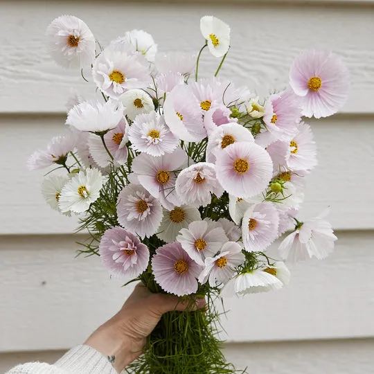 Cosmos Cupcake Blush Flower Seeds