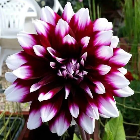 Rare Beautiful Purple Royal Dahlia Flowers Seeds