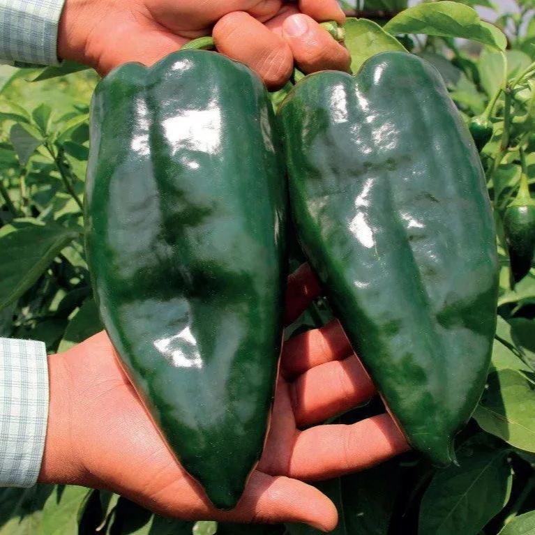 Ancho / Poblano Pepper (15) Seeds Free Ship