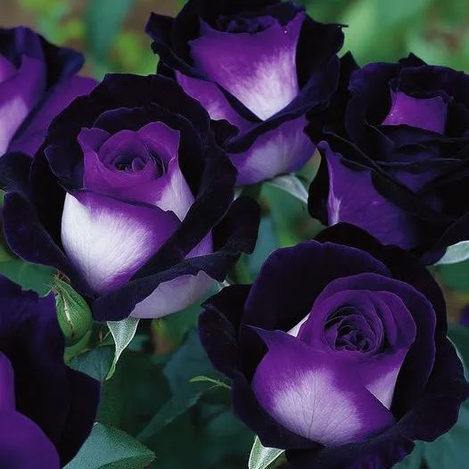 Black & Purple Rose (Rosa Hybrid)