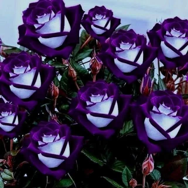 Black & Purple Rose (Rosa Hybrid)