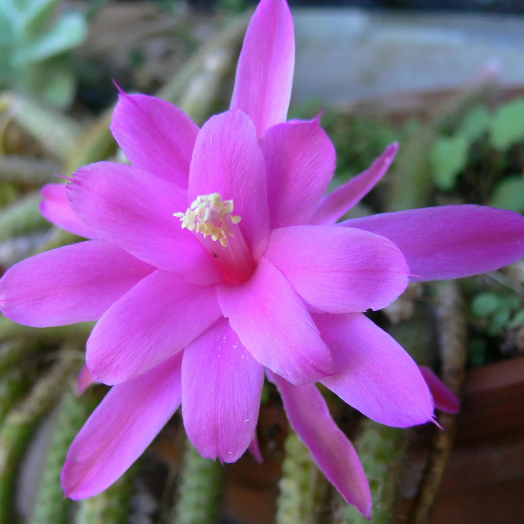 Aporocactus Flagelliformis ~ Disocactus Flagelliformis ~ Stunning Rat Tail Cactus ~ Pink Flowers ~ 5 Seeds ~