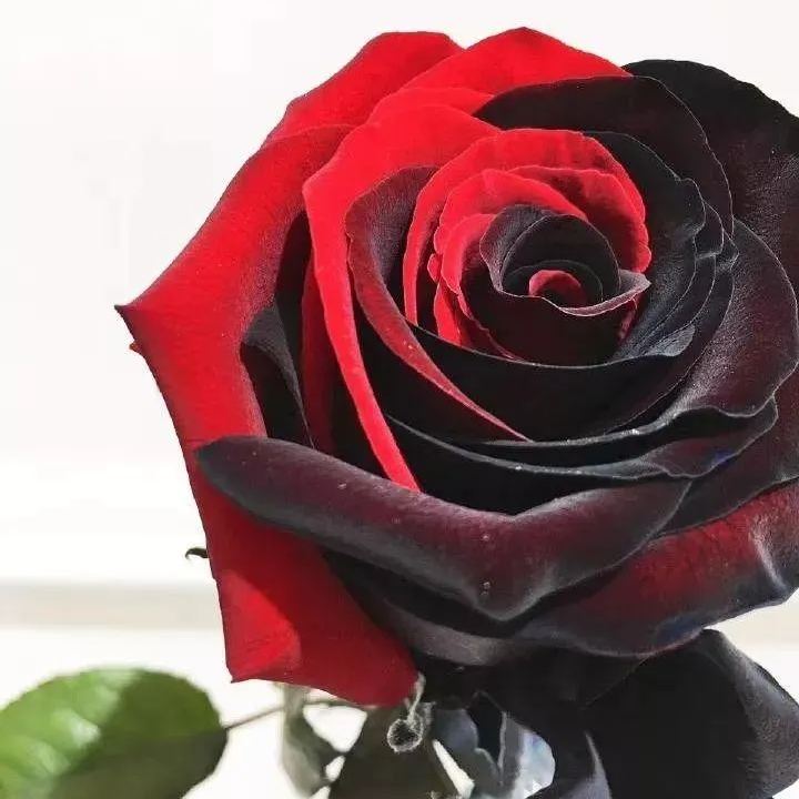 Twin Red Black Rose