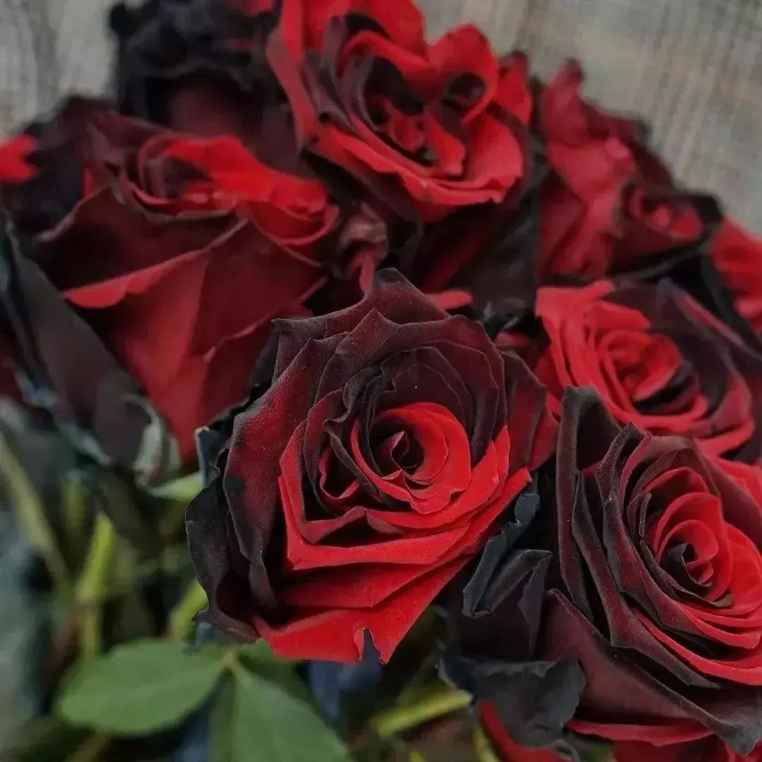 Twin Red Black Rose