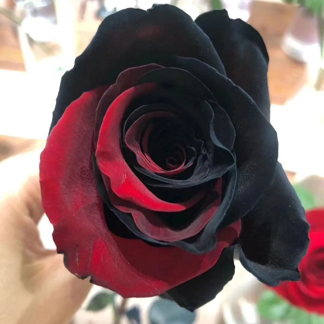Twin Red Black Rose