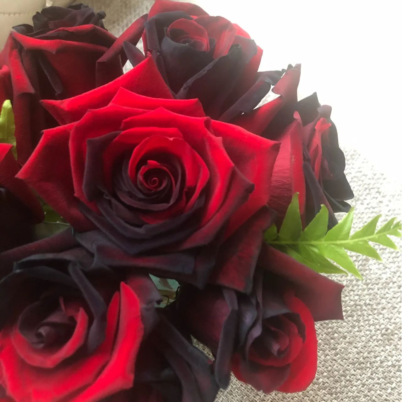 Twin Red Black Rose