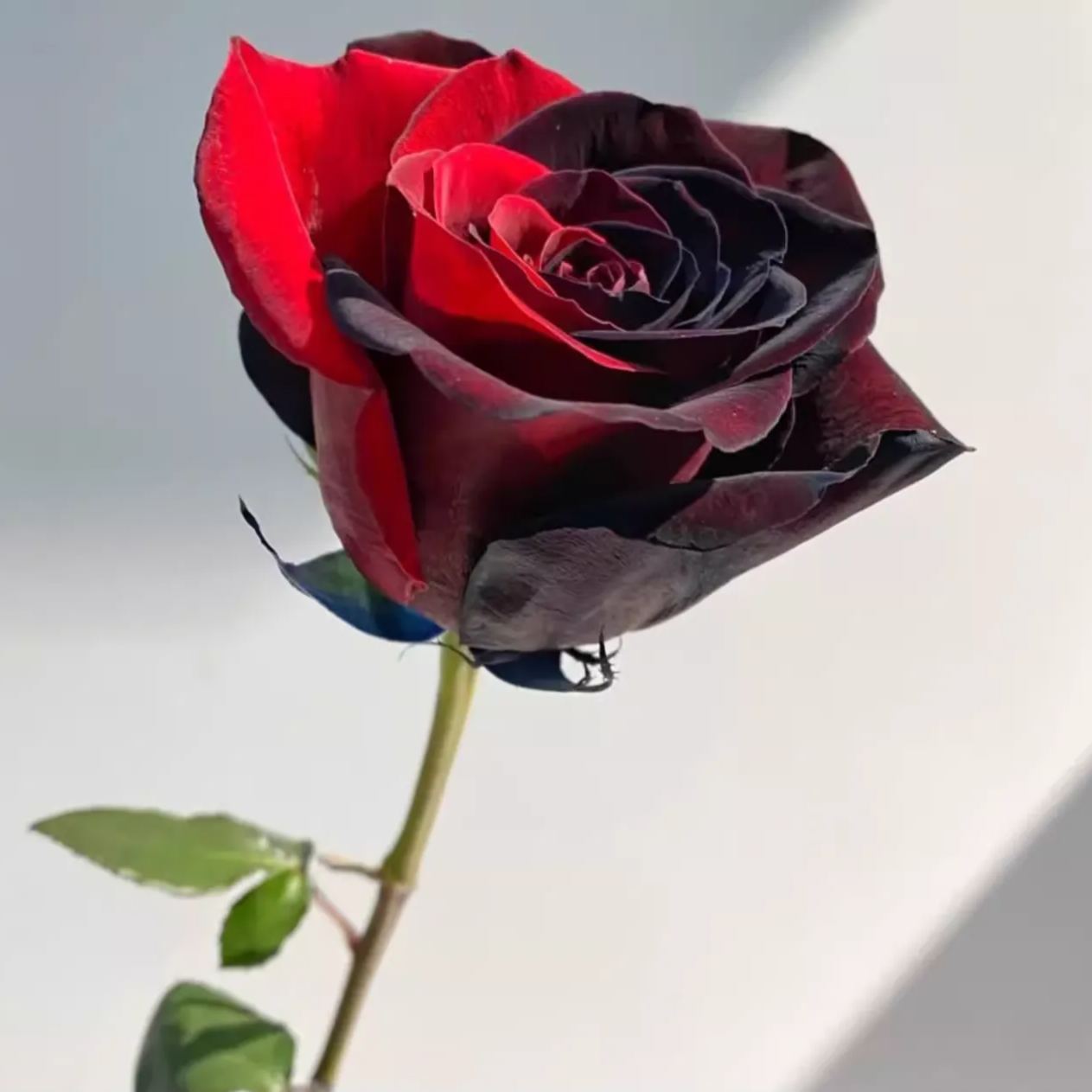 Twin Red Black Rose