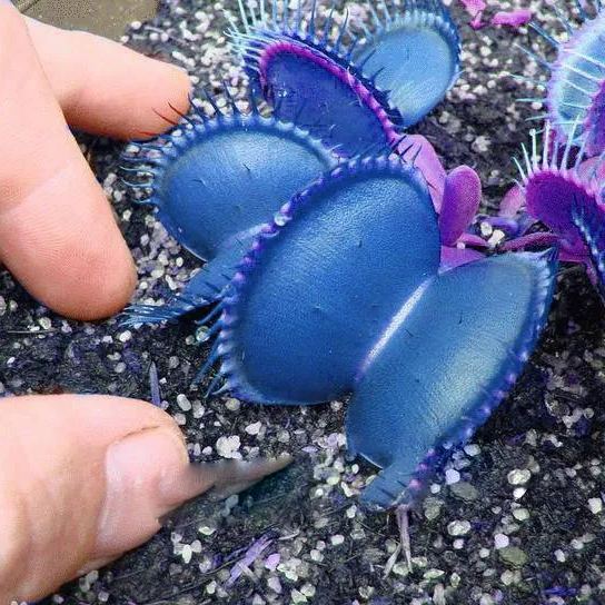 Venus Flytrap & Insectivorous Plant Seeds