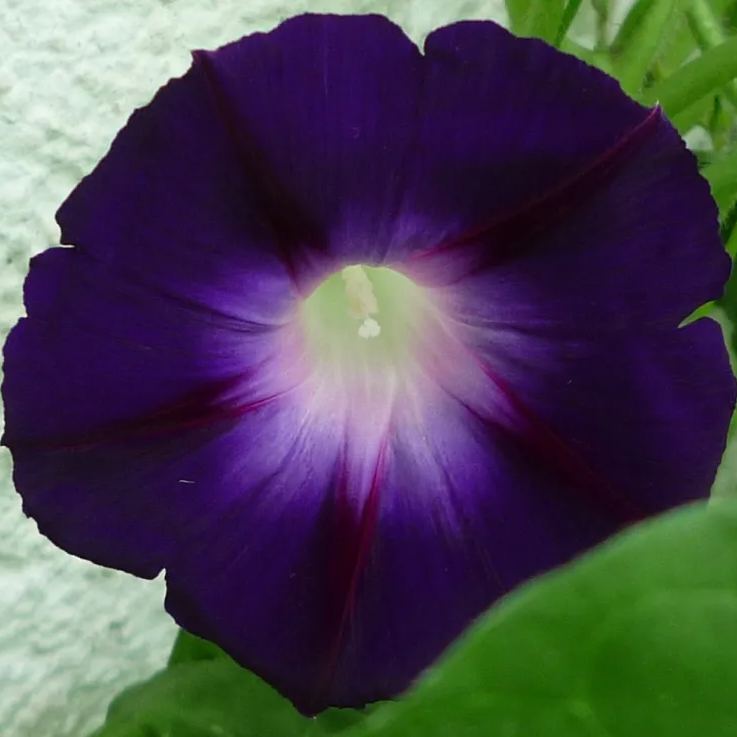 Black Velvet Morning Glory Seeds