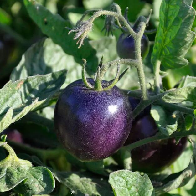 Rare Non GMO Tomato Seeds Purple Galaxy