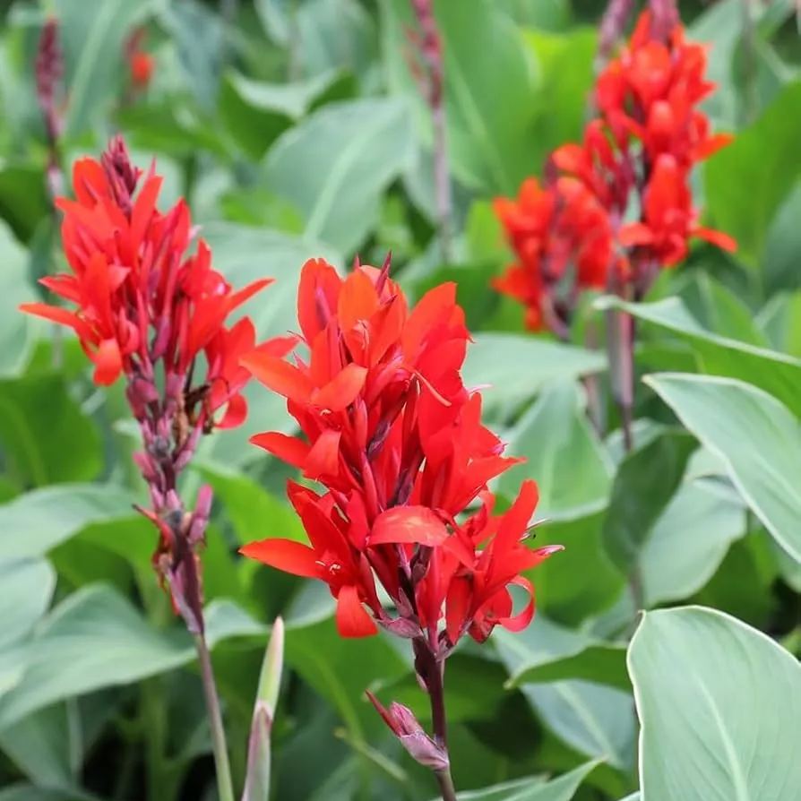 Canna Lily Bulbs - Home Outdoor Gardening Plants