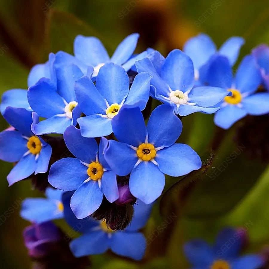 Forget me not seeds easy to plant