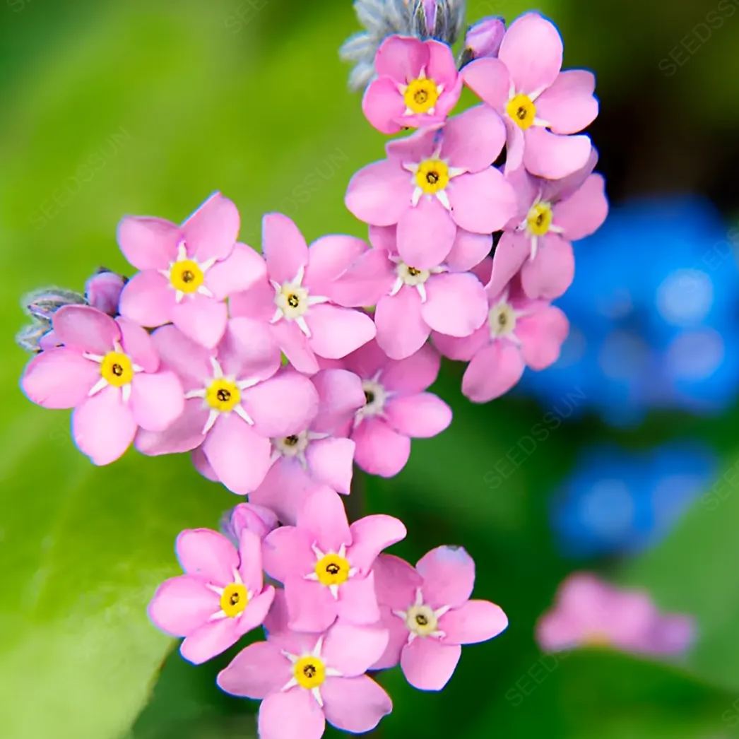 Forget me not seeds easy to plant
