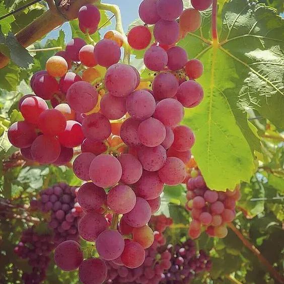 Koshu Grape Fresh Seeds