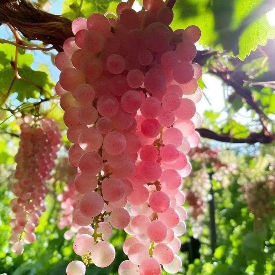 Koshu Grape Fresh Seeds