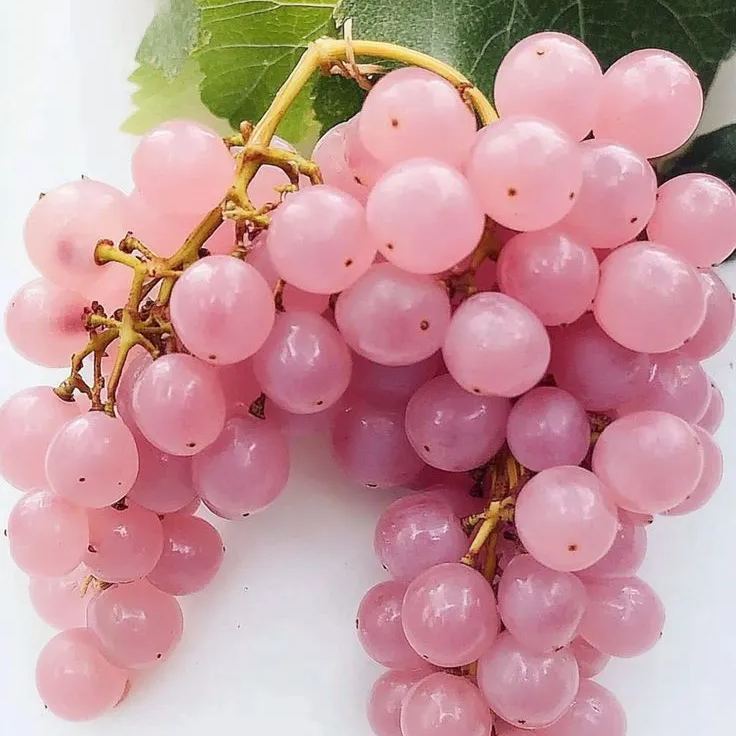 Luxury grapes - Koshu Grape Fresh Seeds