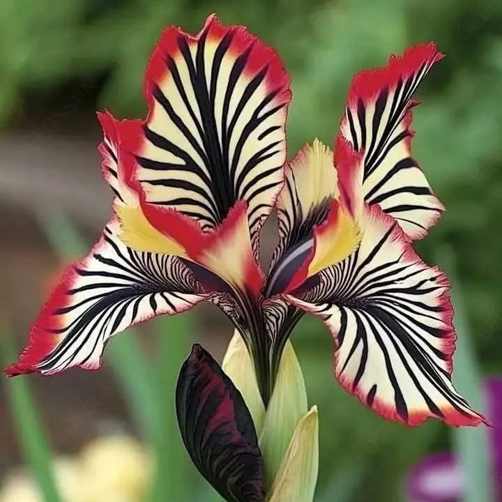 Stripe Series Iris Seeds