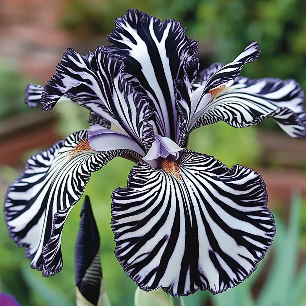 Stripe Series Iris Seeds