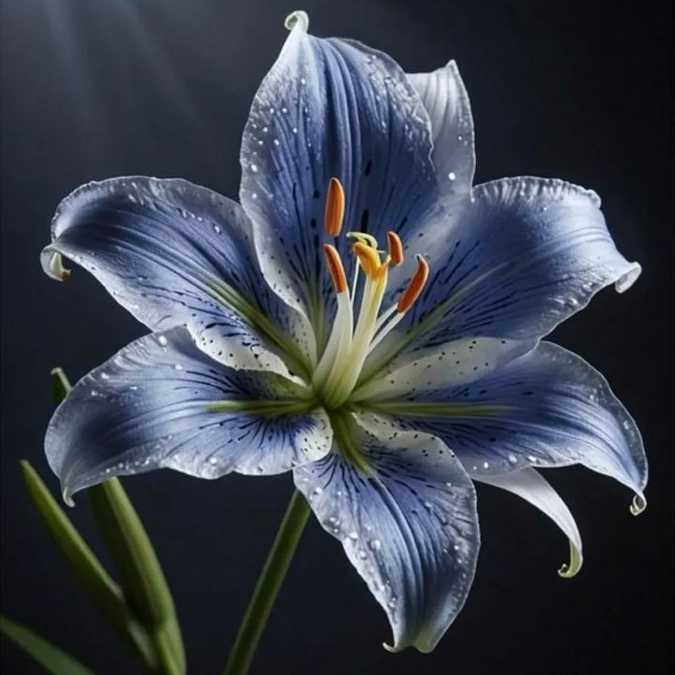 Mixed Rare Color Lily Seeds