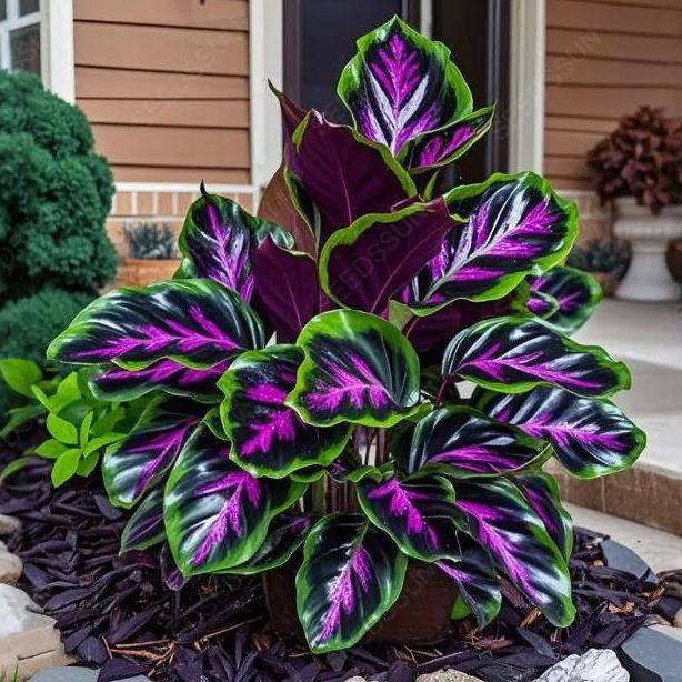 Stunning Caladium Seeds