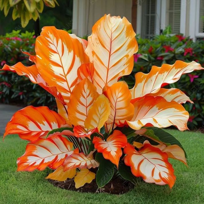 Stunning Caladium Seeds