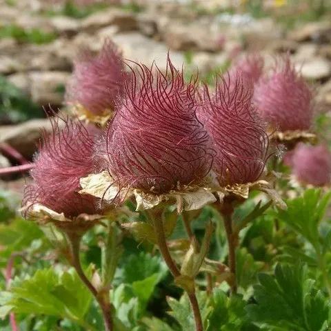 🪸PRAIRIE SMOKE, 🩷CHERRY Drop Native Perennial Deer Resistant Flower Seeds