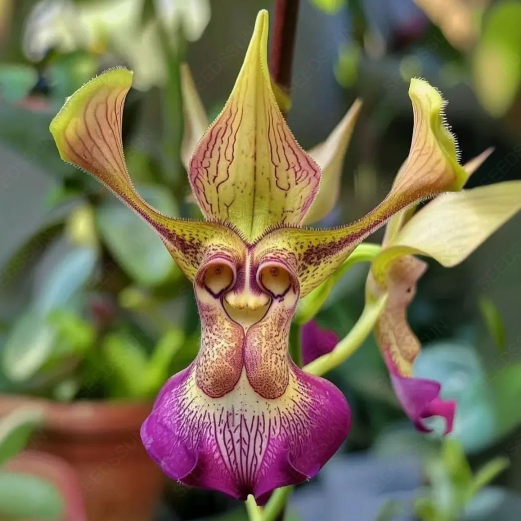 Animal Face Flower Seeds