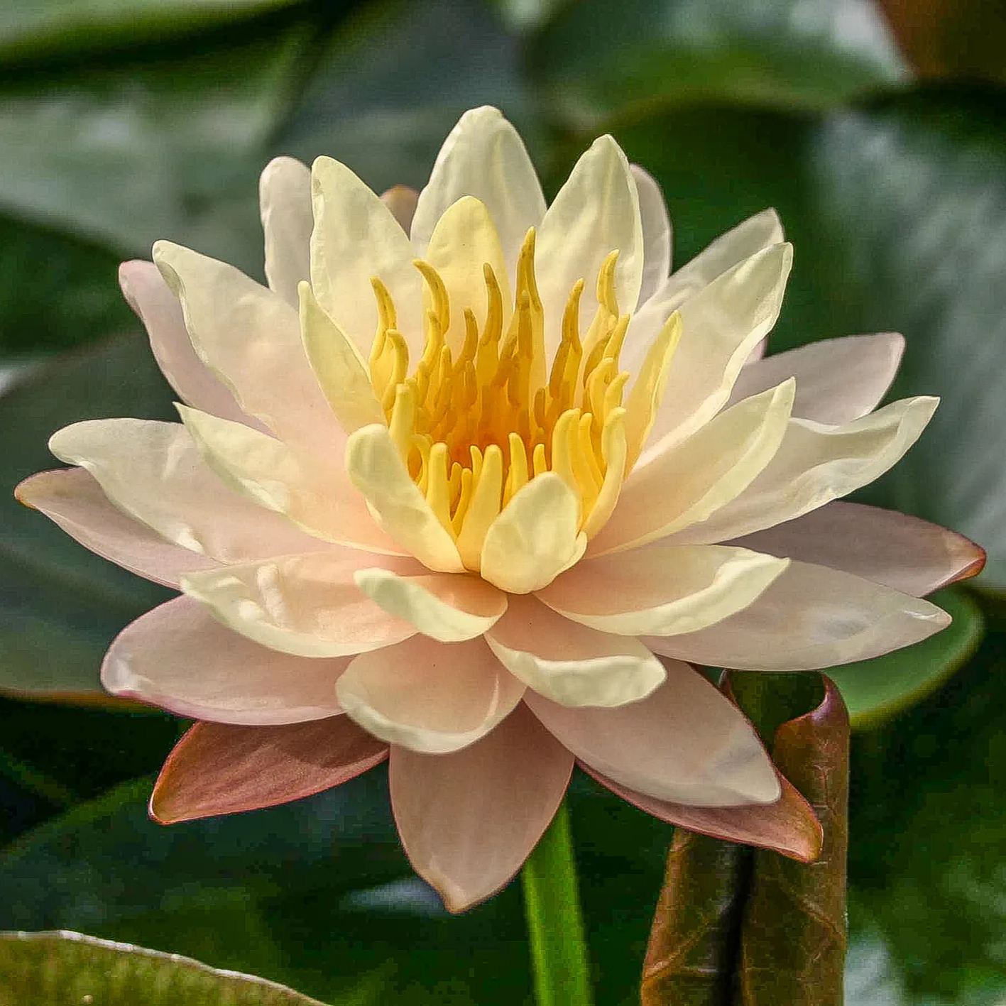 Water Lily Bulbs