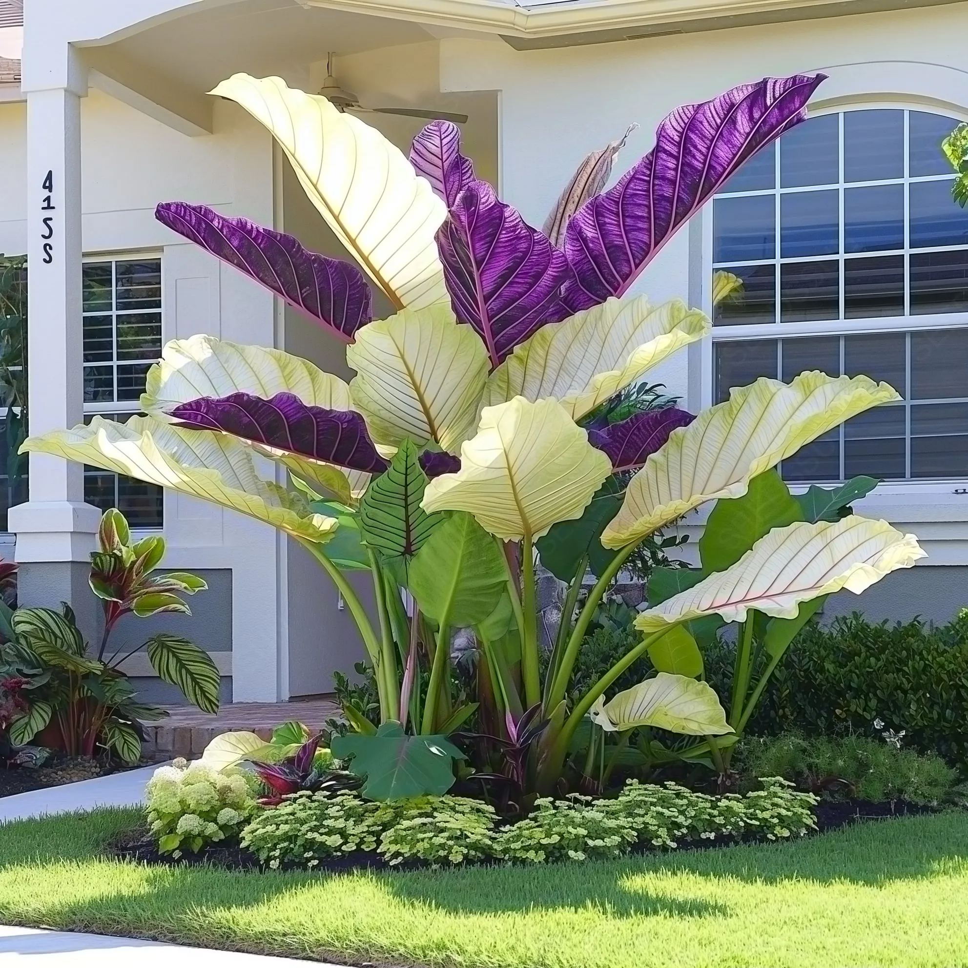 Giant Caladium Bulbs