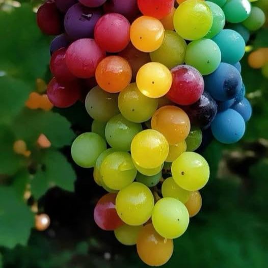 Rare Rainbow Hybrid Grape Organic