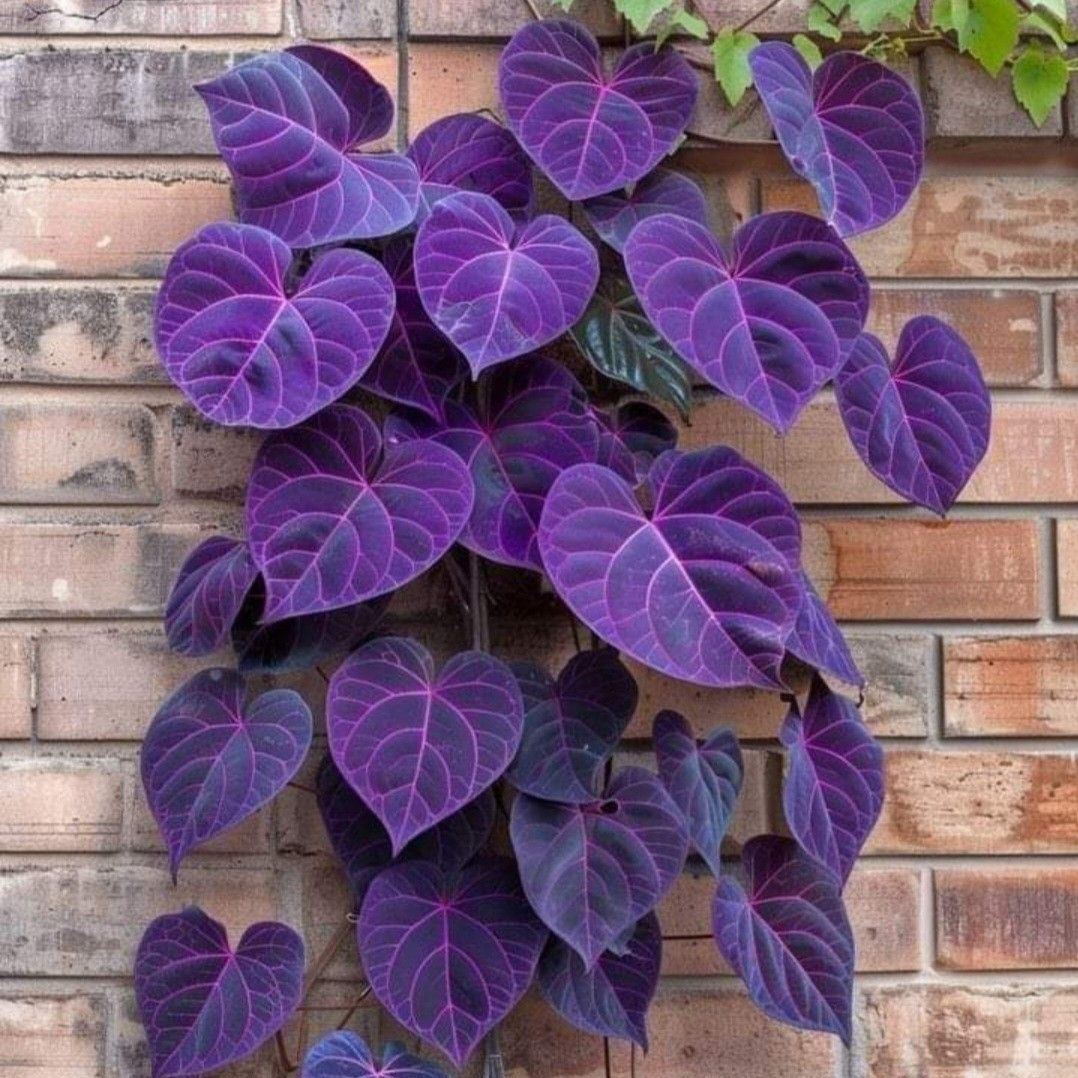 Purple Heart Vine