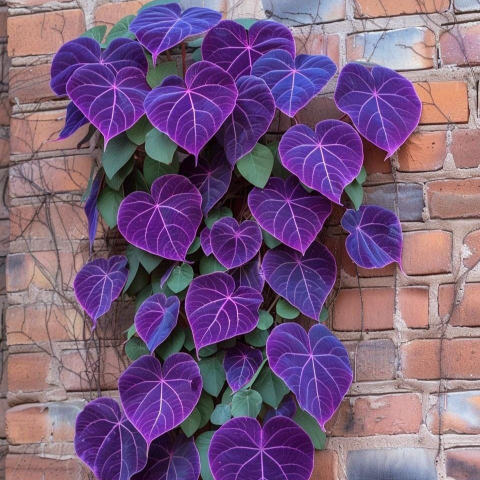 Purple Heart Vine