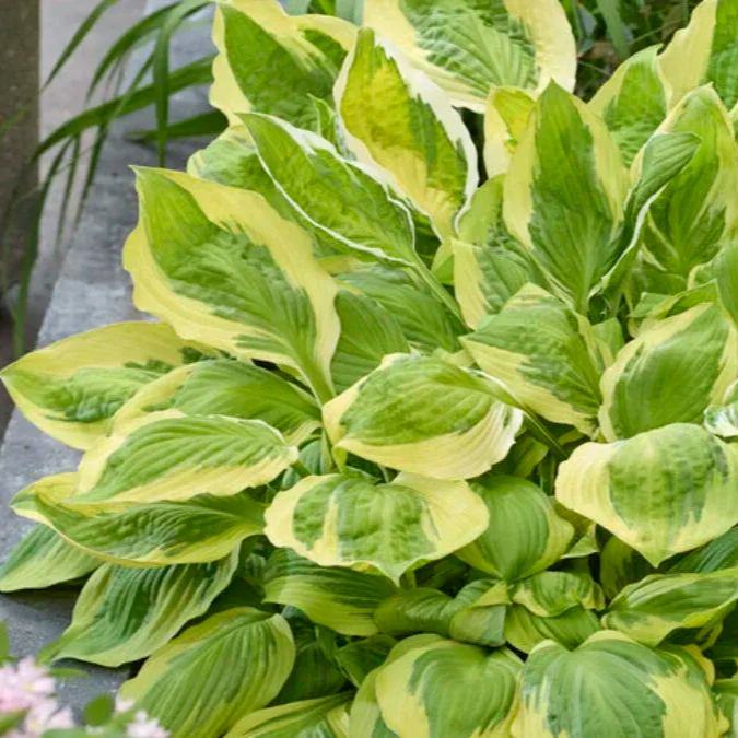 Captain's Adventure Hosta