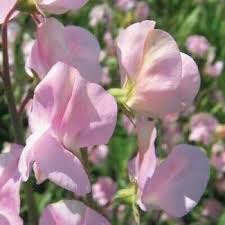 Lavender Flake Sweet Pea Seeds
