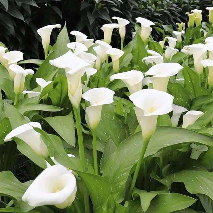 Egrow 50pcs Calla Lily Seeds