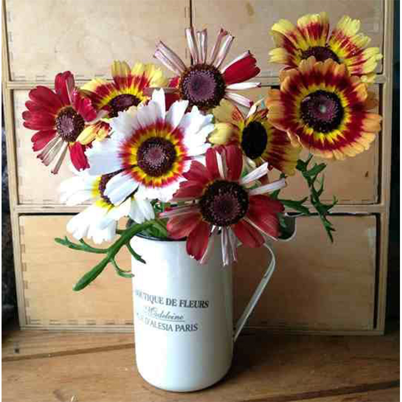 Chrysanthemum Carinatum🌼 Mixed Color Flower Seeds