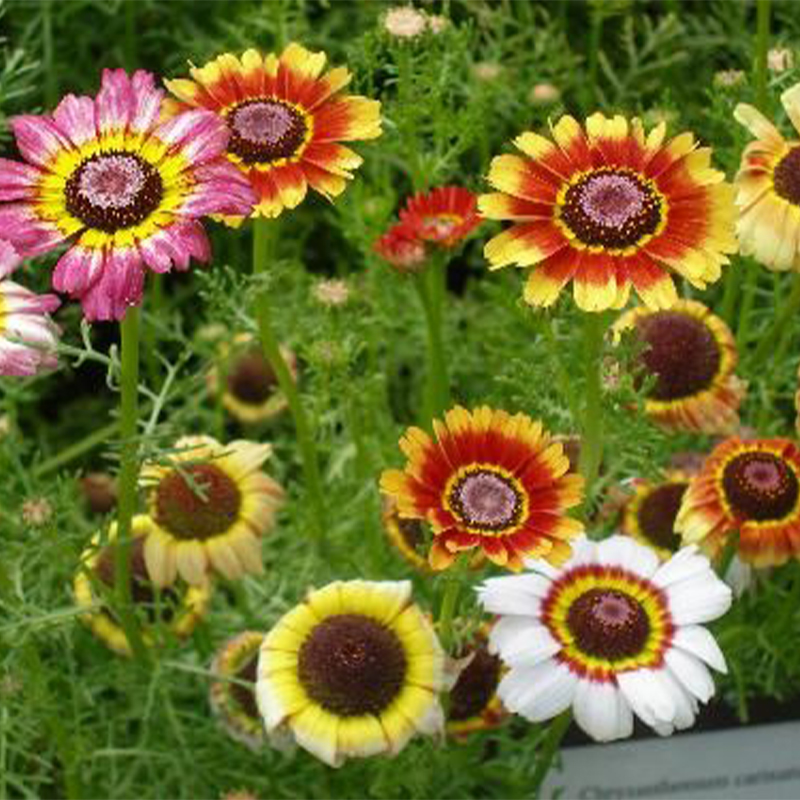 Chrysanthemum Carinatum Mixed Color - Flower Seeds
