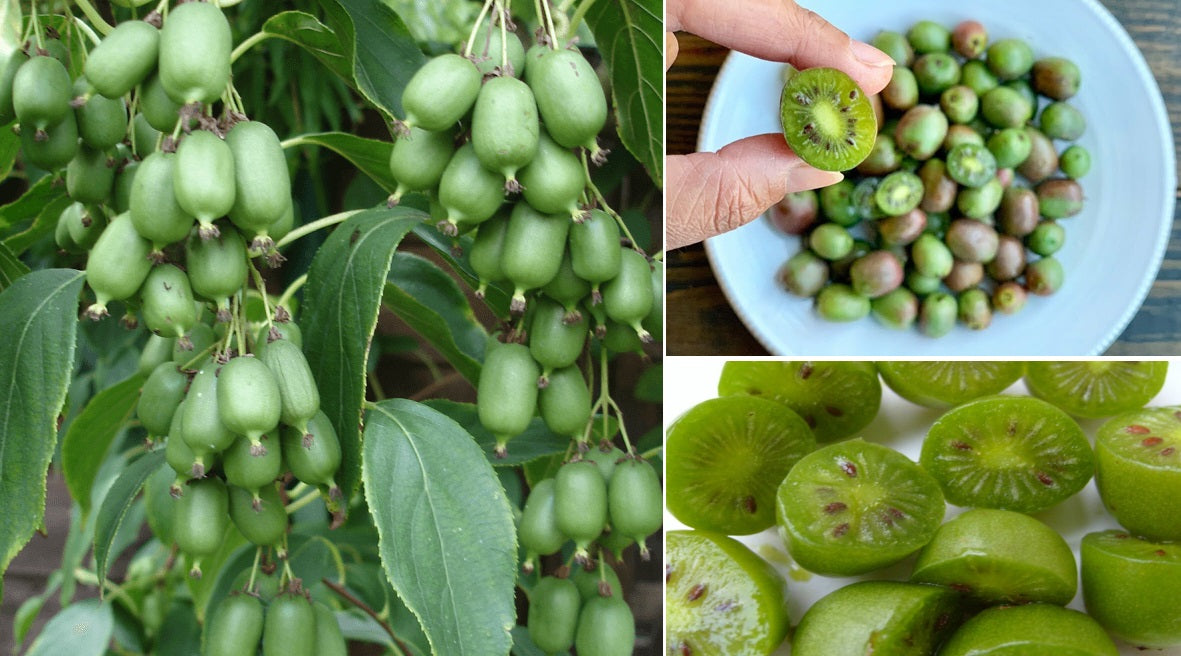 Kiwi Berry (Actinidia Arguta Issai) | 15+ seeds | UK Hardy &ndash; speedyseeds