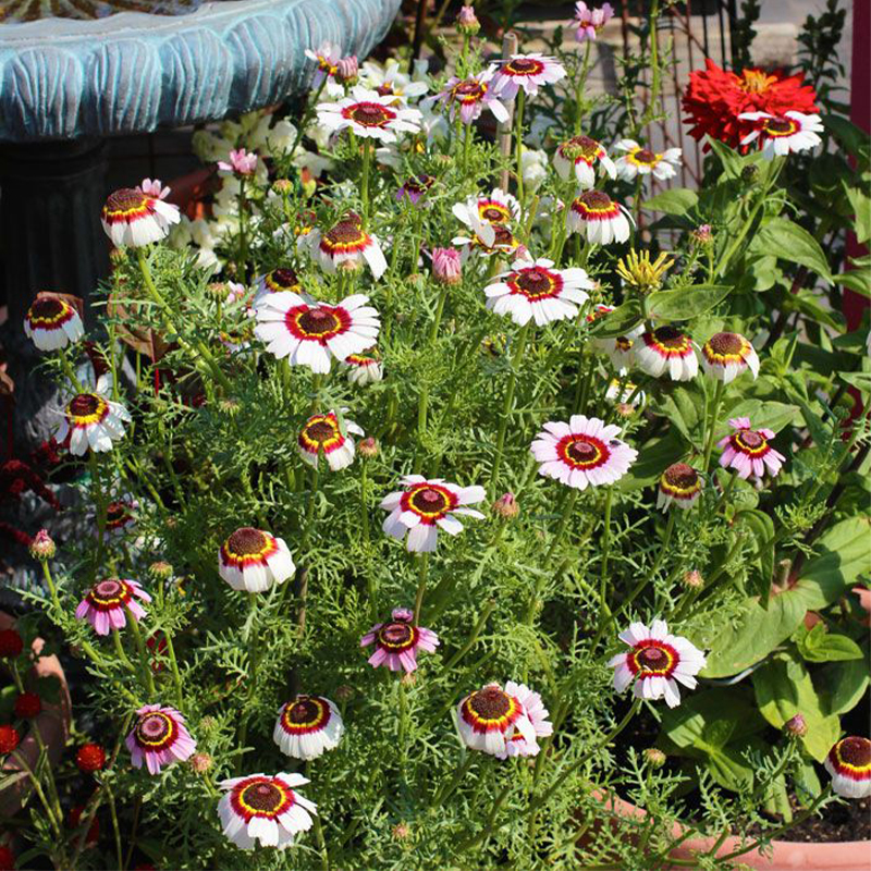 Chrysanthemum Carinatum Mixed Color - Flower Seeds
