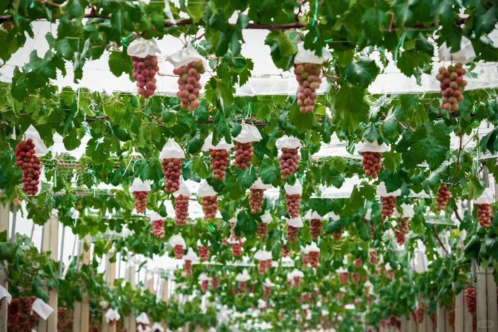 Queen Nina Grape Seeds Non GMO SEEDSSUN Queen Nina Grape Seeds Non GMO SEEDSSUN