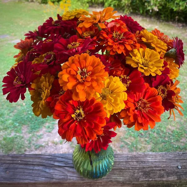 Mexican Zinnia Seeds Persian Carpet Haageana Mix