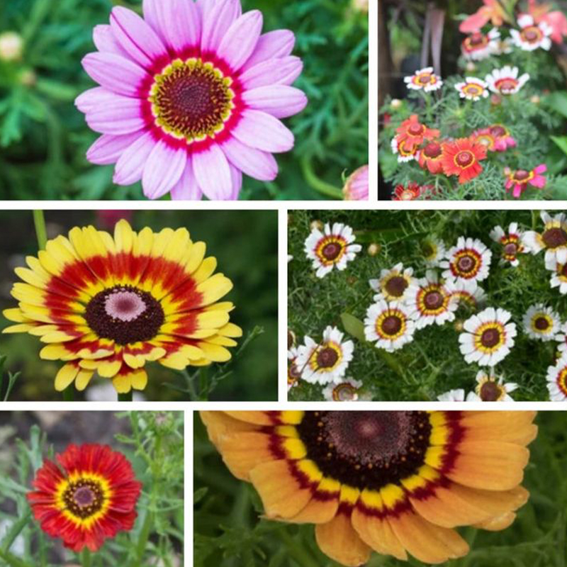 Chrysanthemum Carinatum Mixed Color - Flower Seeds