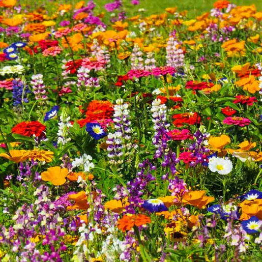 First Year Flowering Mixed Perennial Wildflower Seeds