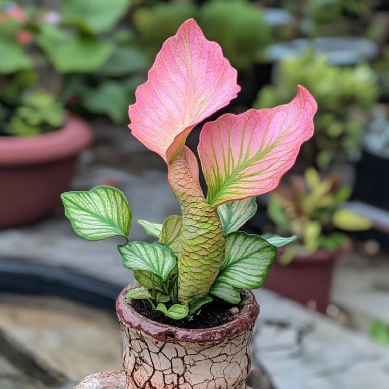 Mermaid Succulent Plant Seeds