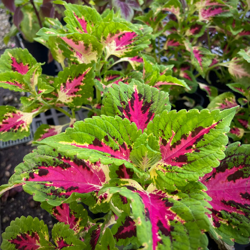 Coleus (Seeds) Superfine Rainbow Multicolor, Vibrant Ornamental Plant