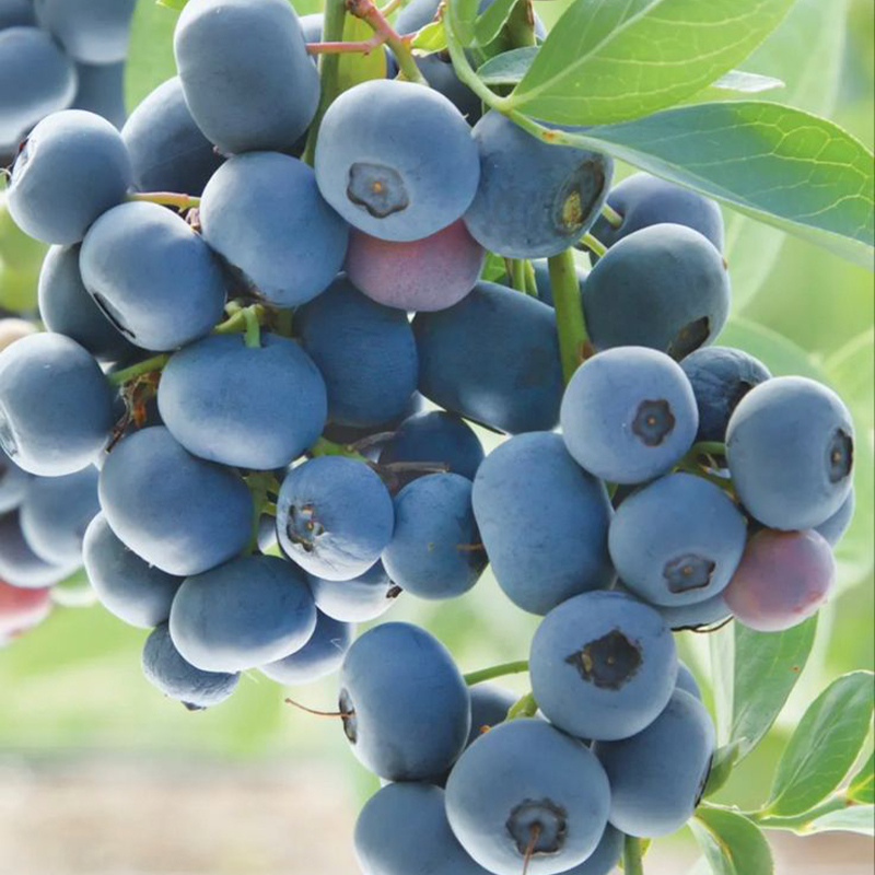 Sweet High Bush Blueberry Tree Seeds