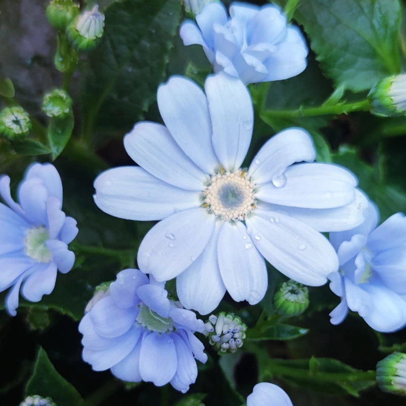 🏵️Cineraria Fresh Seeds,Organic seeds, Non GMO